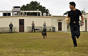 航空自衛隊の警備犬の訓練