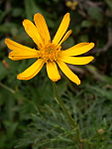 Jacobaea abrotanifolia - Zgornja Krma (2).jpg