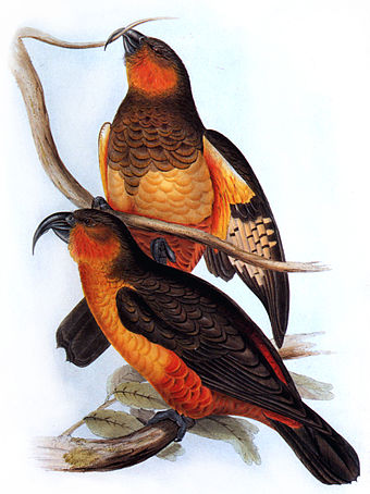 The Norfolk kaka went extinct in the mid-1800s due to overhunting and habitat loss.[142]