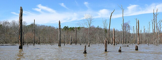 The northern end of Jordan Lake, near the Morgan Creek inlet