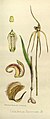 Caladenia patersonii volume 3 pt. 2 plate 123 left in: Joseph Dalton Hooker Flora Antarctica - vol. 3 pt. 2 (Orchidaceae) (1860) (Detail)