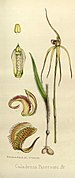 Caladenia patersonii