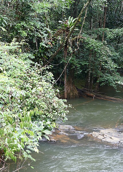 File:Jungle Creek (26132802108).jpg
