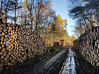 Houtstappels in de Kaapse Bossen