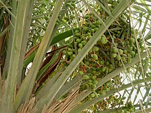 Grupos de frutas de dátil.