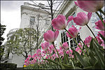 Jacqueline Kennedy Garden