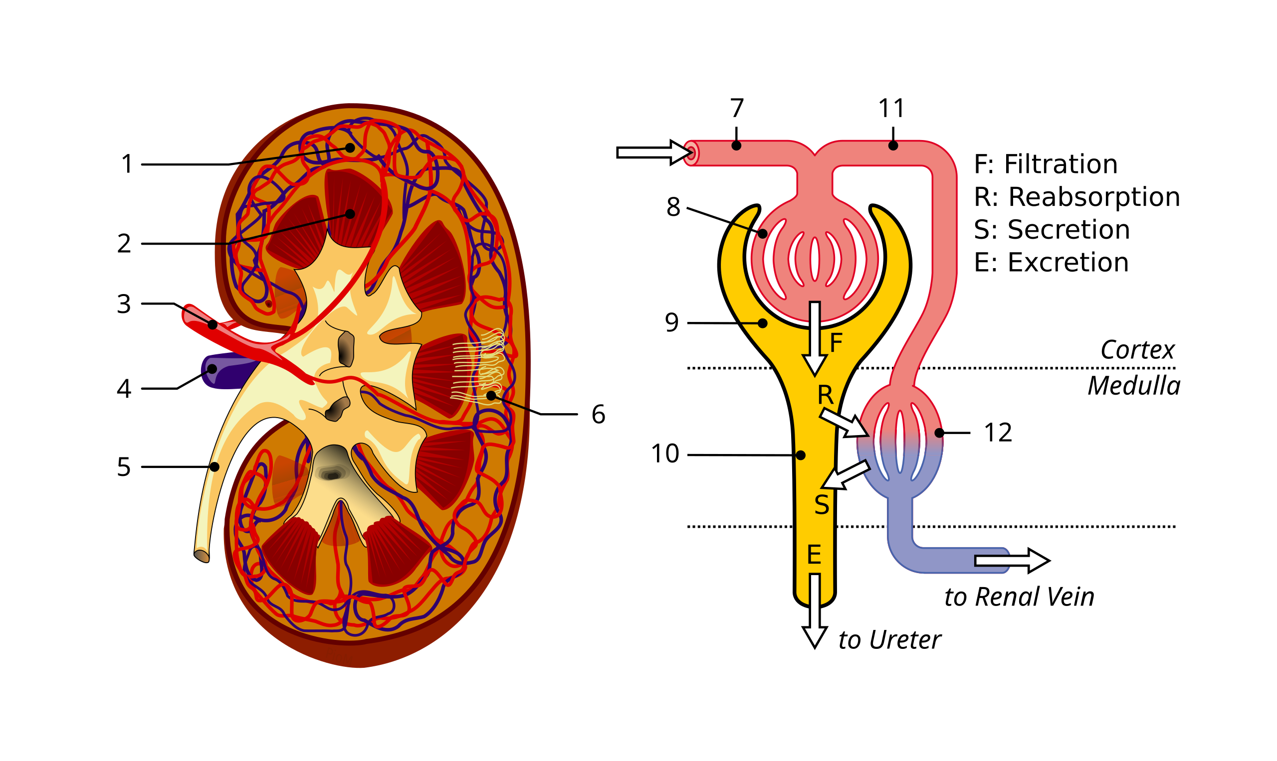 Renal cortex - Wikipedia