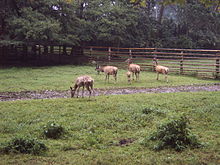 Tierpark Arche Noah Kl tze Wikipedia