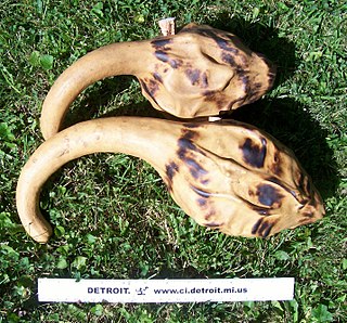 The hosho are Zimbabwean musical instruments consisting of a pair of maranka (mapudzi) gourds with seeds. They are used as major instruments in many traditional Shona music genres, such as in mbira ensembles and in mhande. They typically contain hota seeds inside them. Before the hota seeds are added, the hosho is boiled in salted water and the inside is scraped out with a corncob, newspaper plug, or woven wire. Removing the debris inside the hosho allows for a more sharp and percussive tone.
