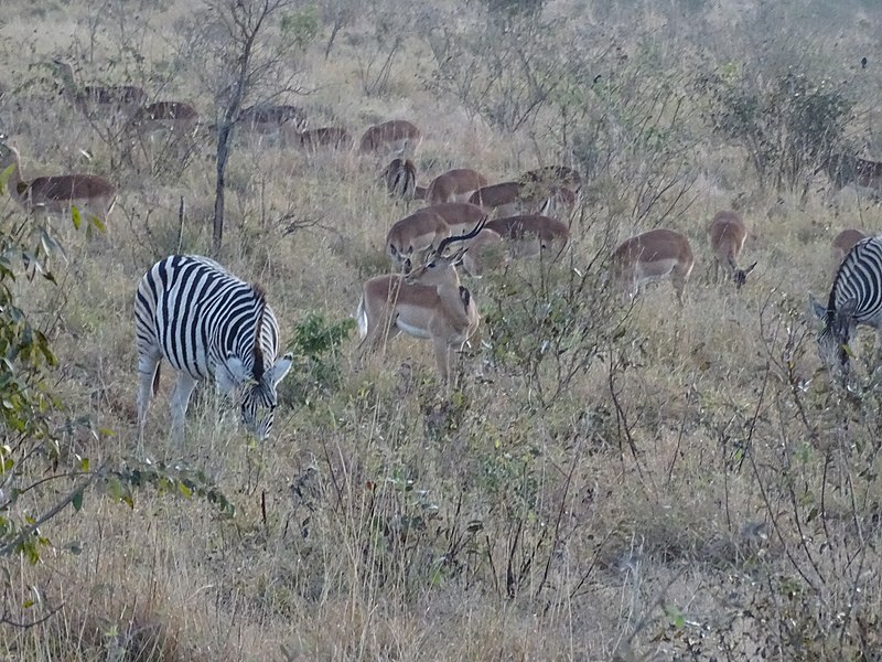 File:Kruger Park Zebra 08.jpg