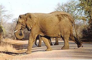 Afrikaneschen Elefant am Krüger Nationalpark