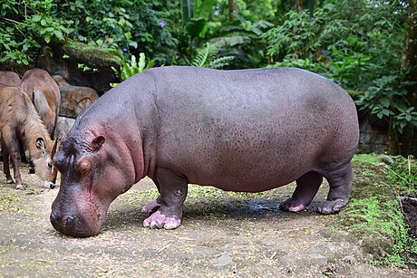 Какими цветами бегемотами. Hippopotamus amphibius. Семейство Бегемотовые. Бегемот парнокопытный. Бегемотовые представители.