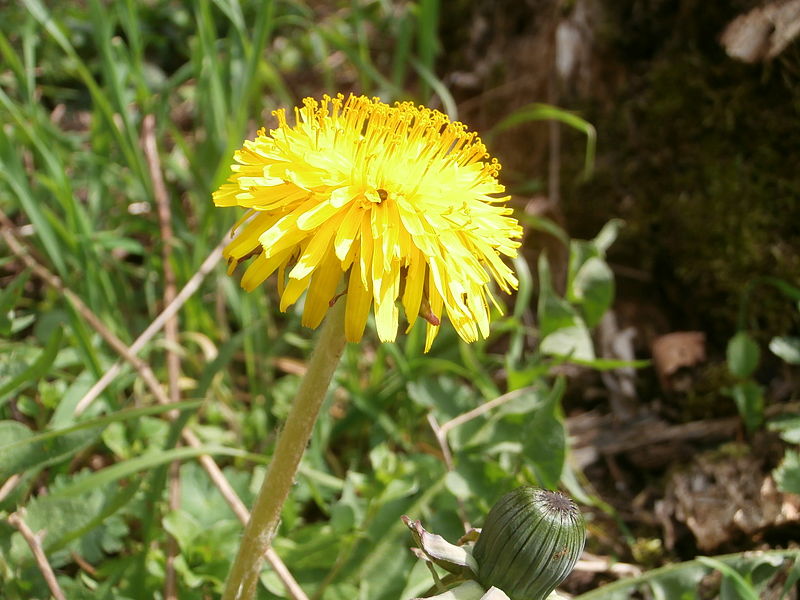 File:Löwenzahn in Deutschland Frühling 2014 (36).JPG