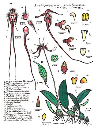 <i>Bulbophyllum gracillimum</i> Species of orchid