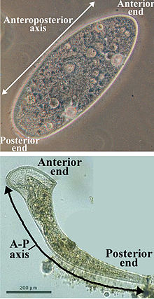 Organisms where the ends of the long axis are distinct (Paramecium caudatum, above, and Stentor roeselii, below) Labelled Ciliates.JPG