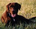 Labrador Retriever Choco (Sonny).jpg