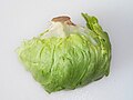 Lactuca sativa结球莴苣 包心生菜 Iceberg lettuce1.jpg
