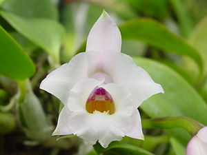 Laelia alaorii-flor.jpg