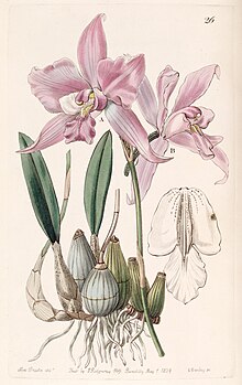 Laelia furfuracea - Edwards sv. 25 (NS 2) pl 26 (1839) .jpg