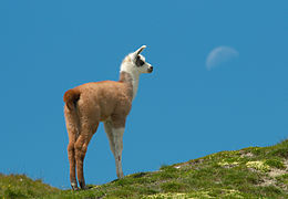 Lama glama (Llama, juvenile)