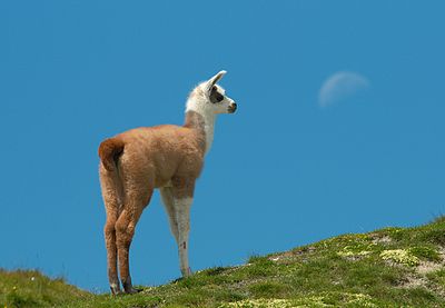 Seekor llama (Lama glama) muda di Pirenia, Prancis