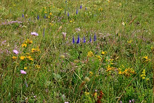 Floraområde Pannonien