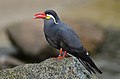 Image 26 Inca tern Photograph: Olaf Oliviero Riemer The Inca tern (Larosterna inca) is a species of seabird in the family Sternidae and the only member of its genus. This piscivorous species is restricted to the Humboldt Current and breeds on the rocky coastal cliffs in Peru and Chile, laying one or two eggs which hatch after 4 weeks. More selected pictures