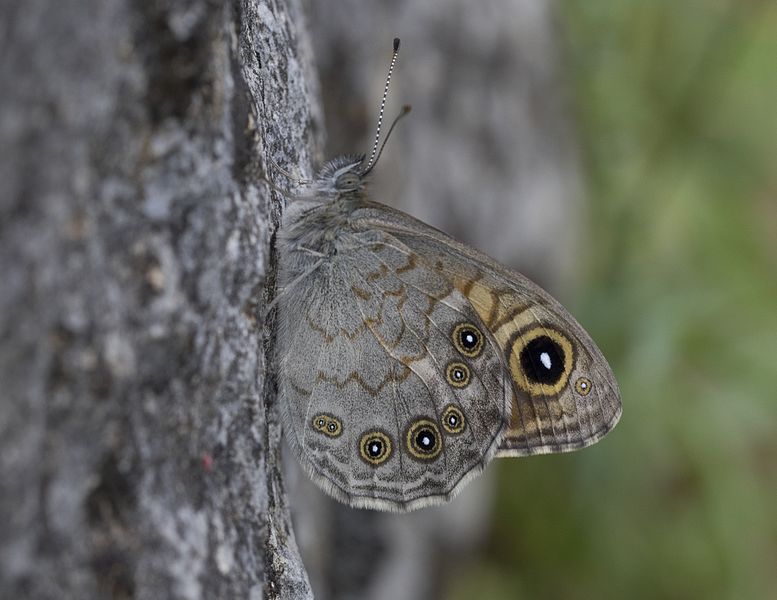 File:Lasiommata maera - Esmerboncuk 08.jpg