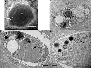 <span class="mw-page-title-main">Bodo saltans virus</span> Species of virus