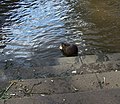 Nutria am Limburgersteg in Leipzig Schleußig/Plagwitz