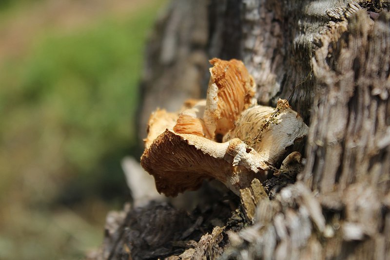 File:Lentinus tigrinus gljiva (3).jpg