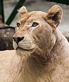 * Nomination Female lion (Panthera leo), Ho Chi Minh City Zoo, Vietnam --Poco a poco 18:24, 12 February 2015 (UTC) * Promotion Good quality -- Spurzem 19:57, 12 February 2015 (UTC)