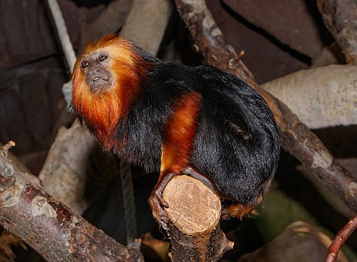 Leontopithecus chrysomelas