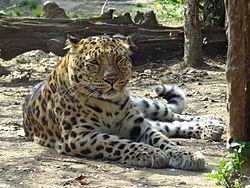 Leopardo dell'Amur (Panthera pardus melas orientalis).JPG