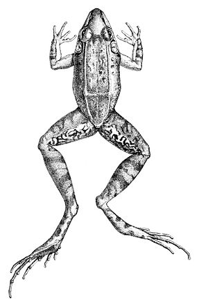 Descrierea imaginii Leptodactylus longirostris (2) .jpg.