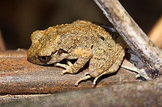 <i>Leptobrachella liui</i> Species of amphibian