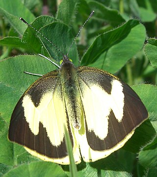 <i>Leptophobia eleone</i> Species of butterfly