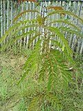 Gambar mini seharga Leucaena salvadorensis