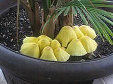 Leucocoprinus.JPG