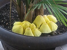 Leucocoprinus.JPG