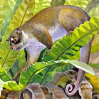 <i>Ektopodon</i> Extinct genus of marsupials