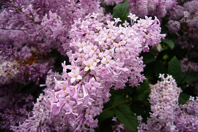 File:Lilacs in Moscow 2008.jpg