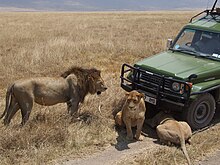 Leoni nei pressi di un fuoristrada nel cratere di Ngorongoro.