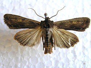 Askträfly, Lithophane semibrunnea