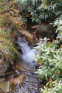 Akıntıya bakan küçük Tomhicken Creek.