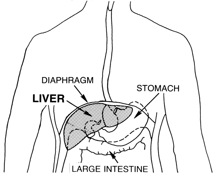 File:Liver (PSF).png