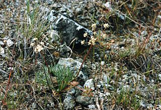 <i>Lomatium engelmannii</i> Species of flowering plant
