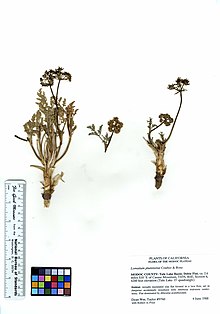 Lomatium plummerae (5902038442) .jpg