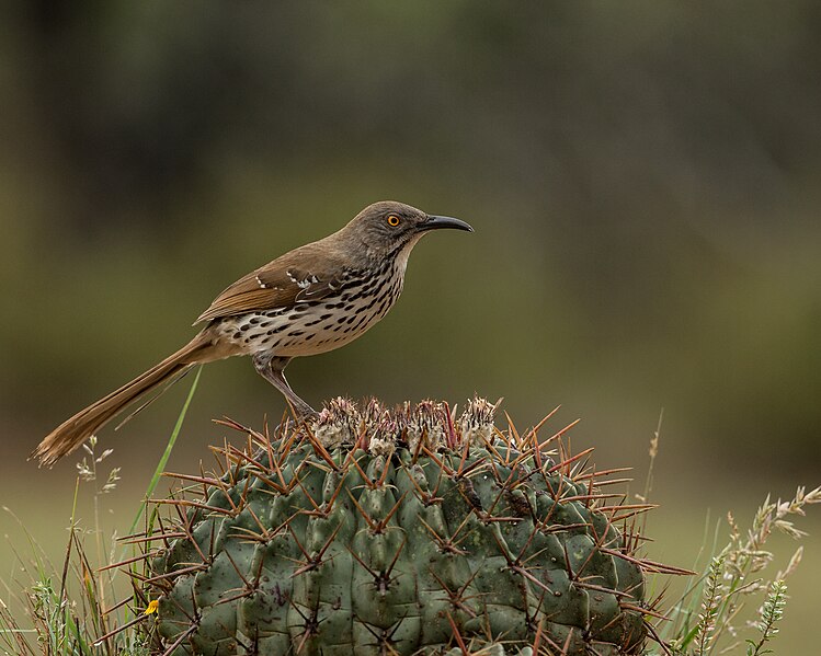 File:Long-billed Thrasher (34153001873).jpg