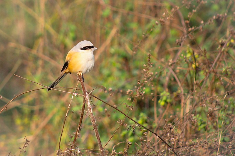 File:Long Tailed Shrike or rufous-backed shrike (Lanius schach).jpg